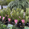 Protea ‘Australis Ruby’ with large deep ruby-red flowers in full bloom