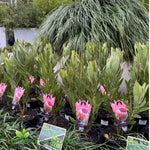 Protea ‘Australis Ruby’ with large deep ruby-red flowers in full bloom