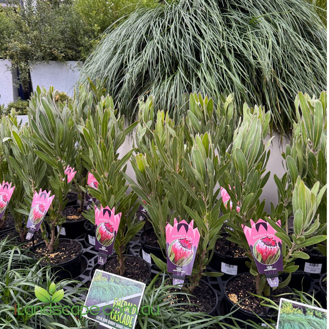 Protea ‘Australis Ruby’ with large deep ruby-red flowers in full bloom