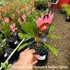 Protea Little Prince PBR
