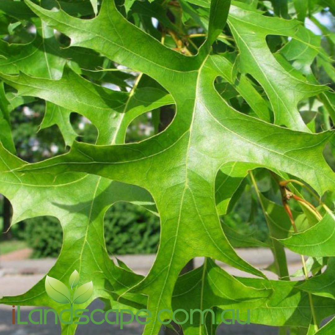 Quercus palustris Green Pillar® tree with upright growth and autumn colour