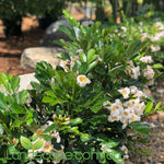Radermachera ?Summerscent? is a great screening plant option, possessing an evergreen foliage rich in colour and prolifically flowers throughout the year. definitely worth considering as an option for screening and with the correct pruning an excellent choice for a specimen plant - grows between 2-3m tall and approx. 1.5m wide