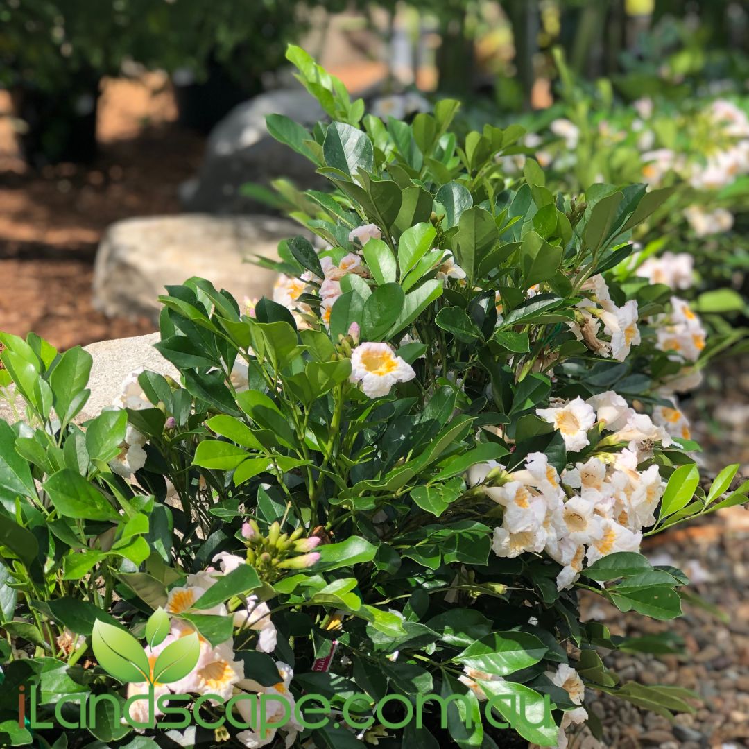 Radermachera ?Summerscent? is a great screening plant option, possessing an evergreen foliage rich in colour and prolifically flowers throughout the year. definitely worth considering as an option for screening and with the correct pruning an excellent choice for a specimen plant - grows between 2-3m tall and approx. 1.5m wide