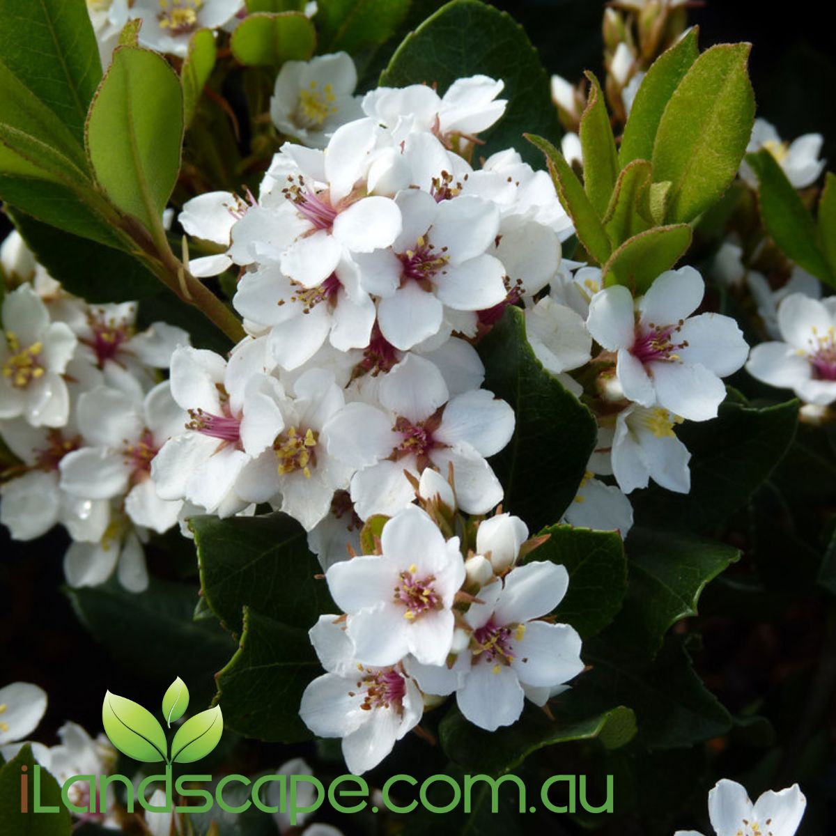 Rhaphiolepis Oriental Pearl is a compact, low growing evergreen shrub, producing an abundance of flowers in Winter / Spring.  Attractive white flowers with pink stamens fill the plant, leaves are dark glossy green