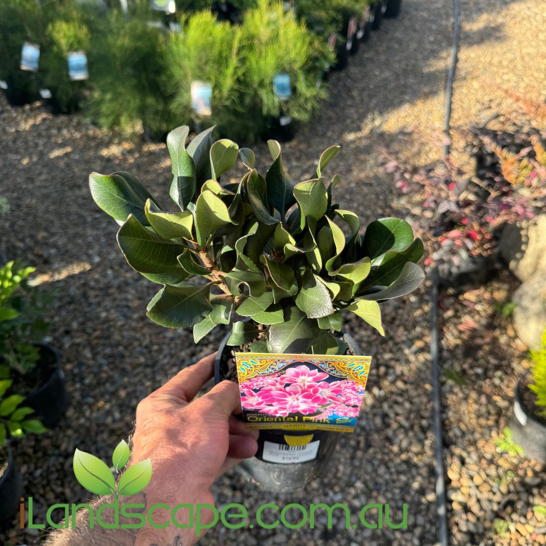 Rhaphiolepis Oriental Pink