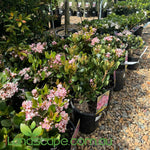Oriental Pink Rhaphiolepis covered in soft pink flowers with glossy evergreen foliage growing as a compact hedge in an Australian garden.