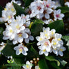 Maximus Indian Hawthorn (Rhaphiolepis indica 'Maximus') with glossy evergreen foliage and clusters of soft pink flowers growing as a dense hedge in an Australian garden.