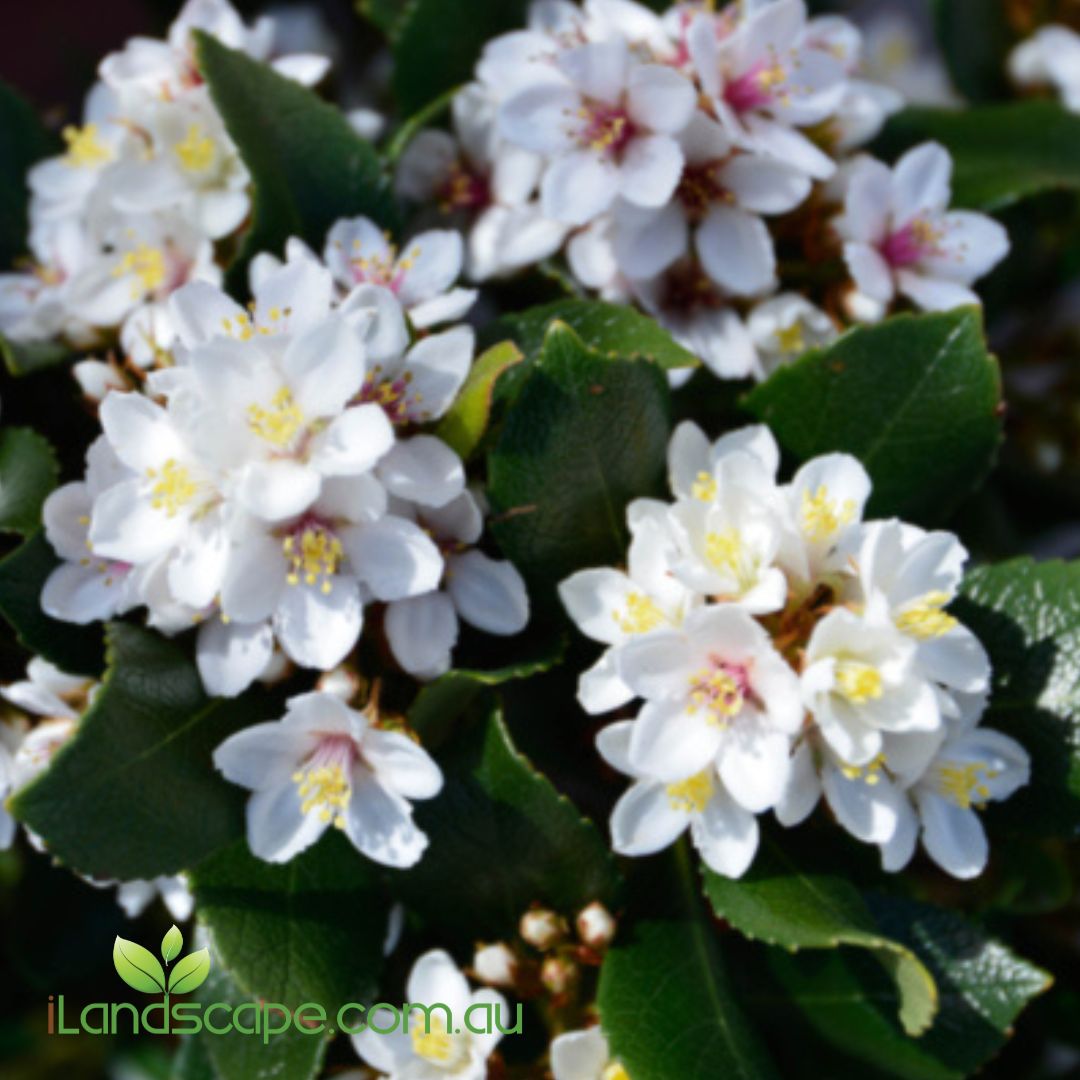 Maximus Indian Hawthorn (Rhaphiolepis indica 'Maximus') with glossy evergreen foliage and clusters of soft pink flowers growing as a dense hedge in an Australian garden.