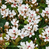 Rhaphiolepis indica Minikins