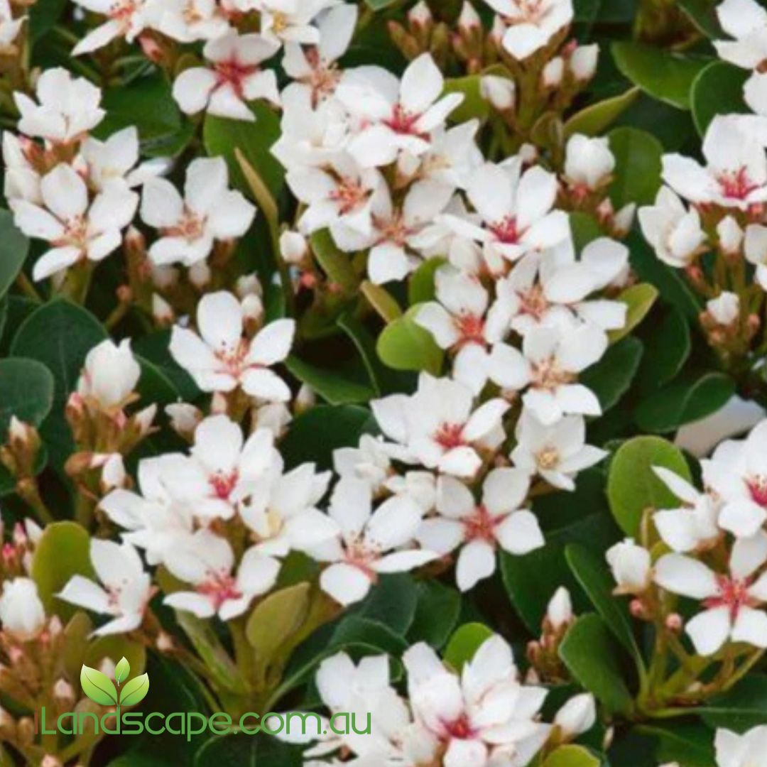Rhaphiolepis indica Minikins