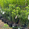 Rhaphiolepis indica Snow Maiden