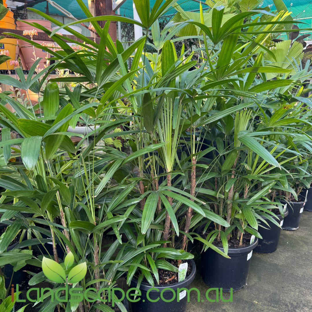 Rhapis Palm - Lady Palm