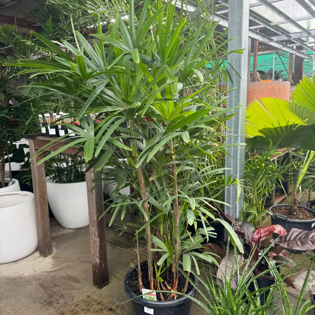Rhapis Palm - Lady Palm