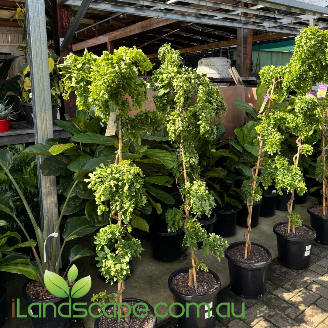 A group of potted 'Lace Lady' locust trees with twisted branches and delicate green foliage, displayed for sale at a garden center.