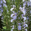 Rosemary Gallipoli compact aromatic evergreen shrub with pale blue flowers