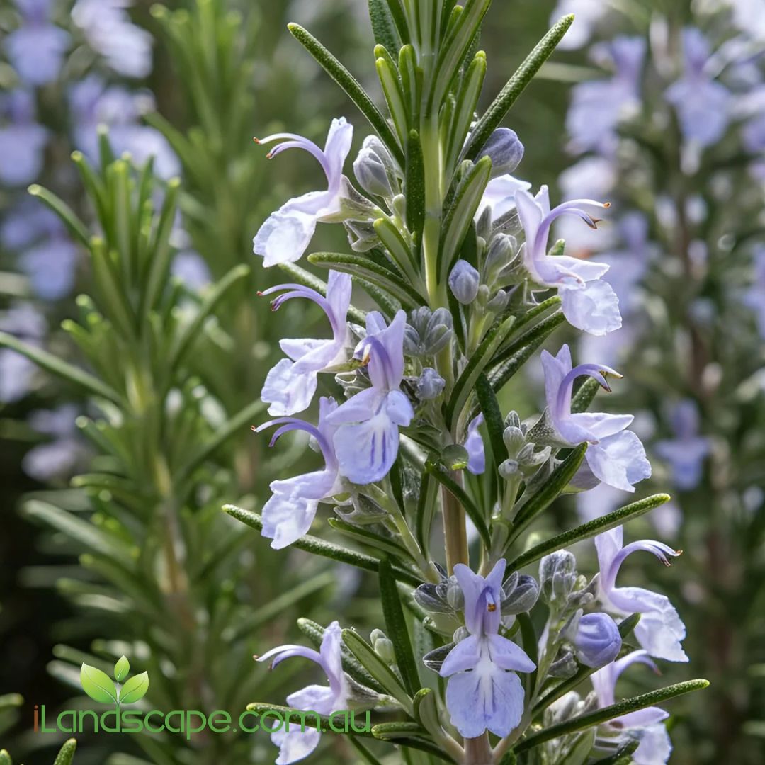 Rosemary Gallipoli compact aromatic evergreen shrub with pale blue flowers
