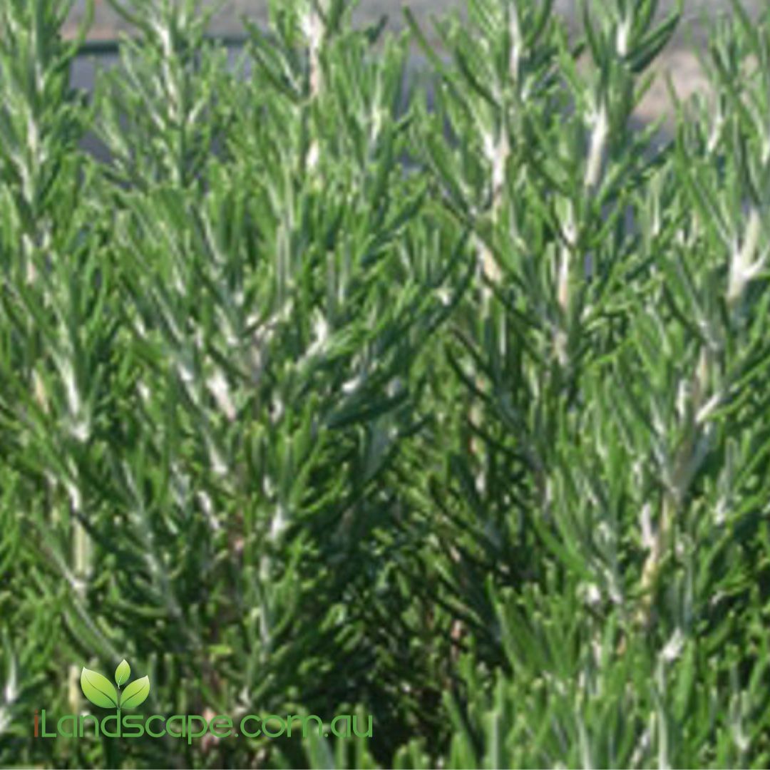 Rosemary ‘Chef’s Choice’