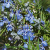 Rosemary Tuscan Blue upright evergreen herb with aromatic foliage and deep blue flowers