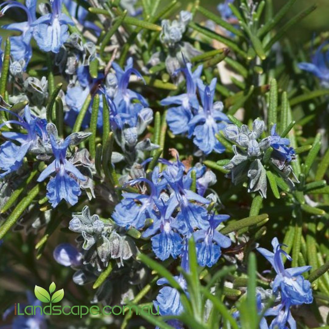 Rosemary Tuscan Blue upright evergreen herb with aromatic foliage and deep blue flowers