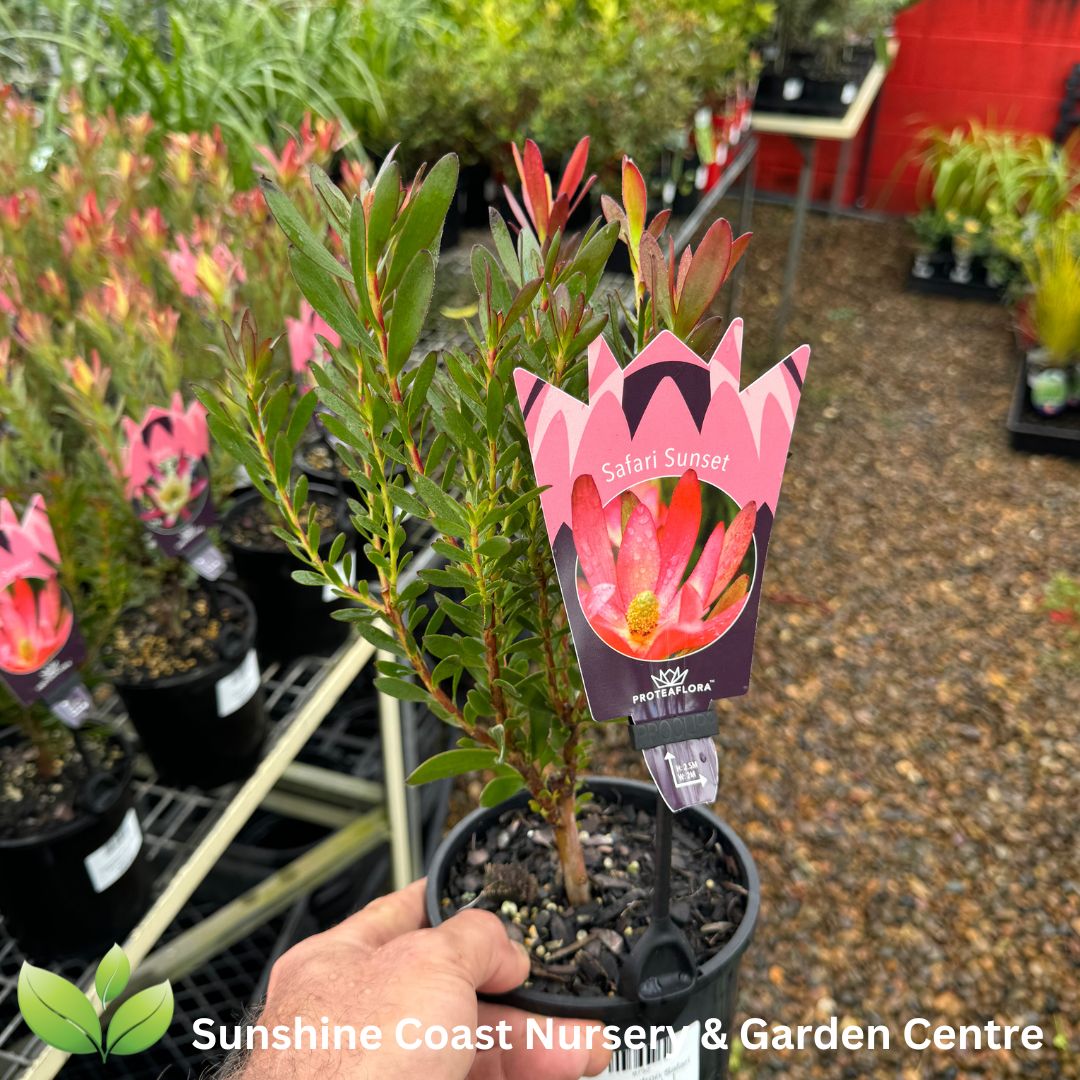 Leucadendron Safari Sunset