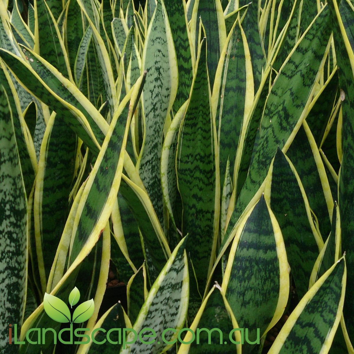 Saneveria Hybrid - also known as Mothers in Law tongue and is actually Dracaena trifasciata which is a species of flowering plant in the family Asparagaceae.  Native to tropical West Africa from Nigeria east to the Congo. It is most commonly known as the snake plant, Saint George's sword, mother-in-law's tongue, and viper's bowstring hemp  there is quite a few varieties of Mother in Law 