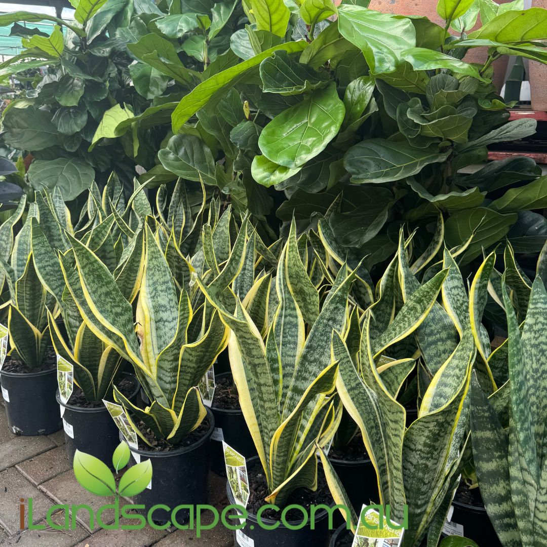 Sansevieria trifasciata Compact Variegated