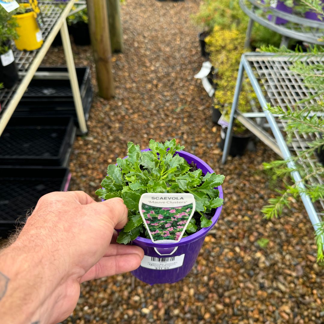 Scaevola Mauve Clusters