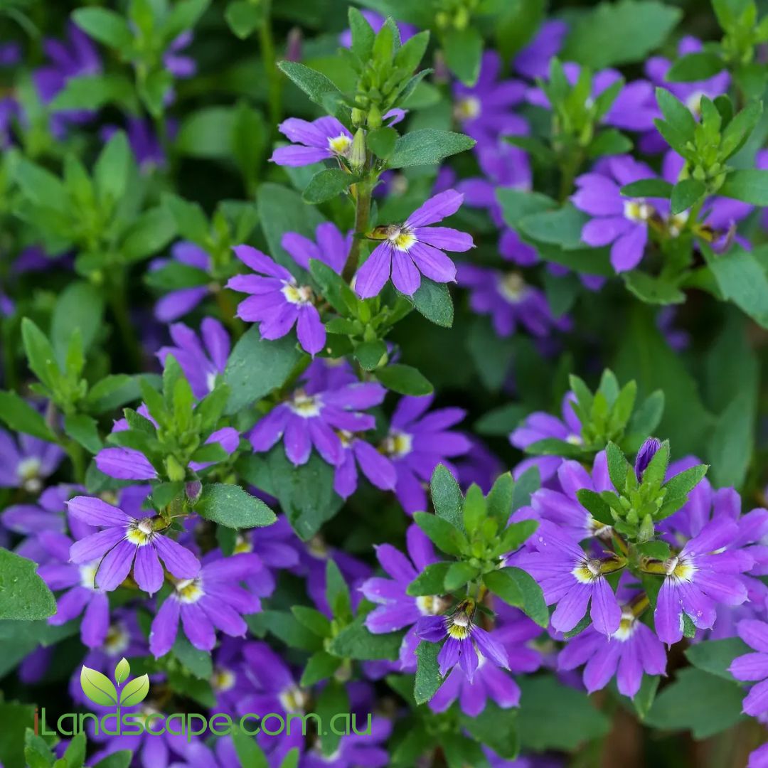 Scaevola Aussie Salute Blue covered in vibrant blue fan-shaped flowers growing as a ground cover in a Sunshine Coast garden.