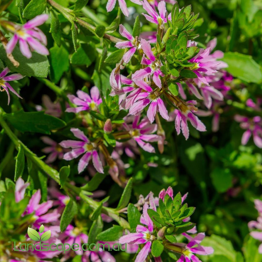 Scaevola Aussie Salute Pink covered in soft pink fan-shaped flowers growing as a ground cover in a Sunshine Coast garden.