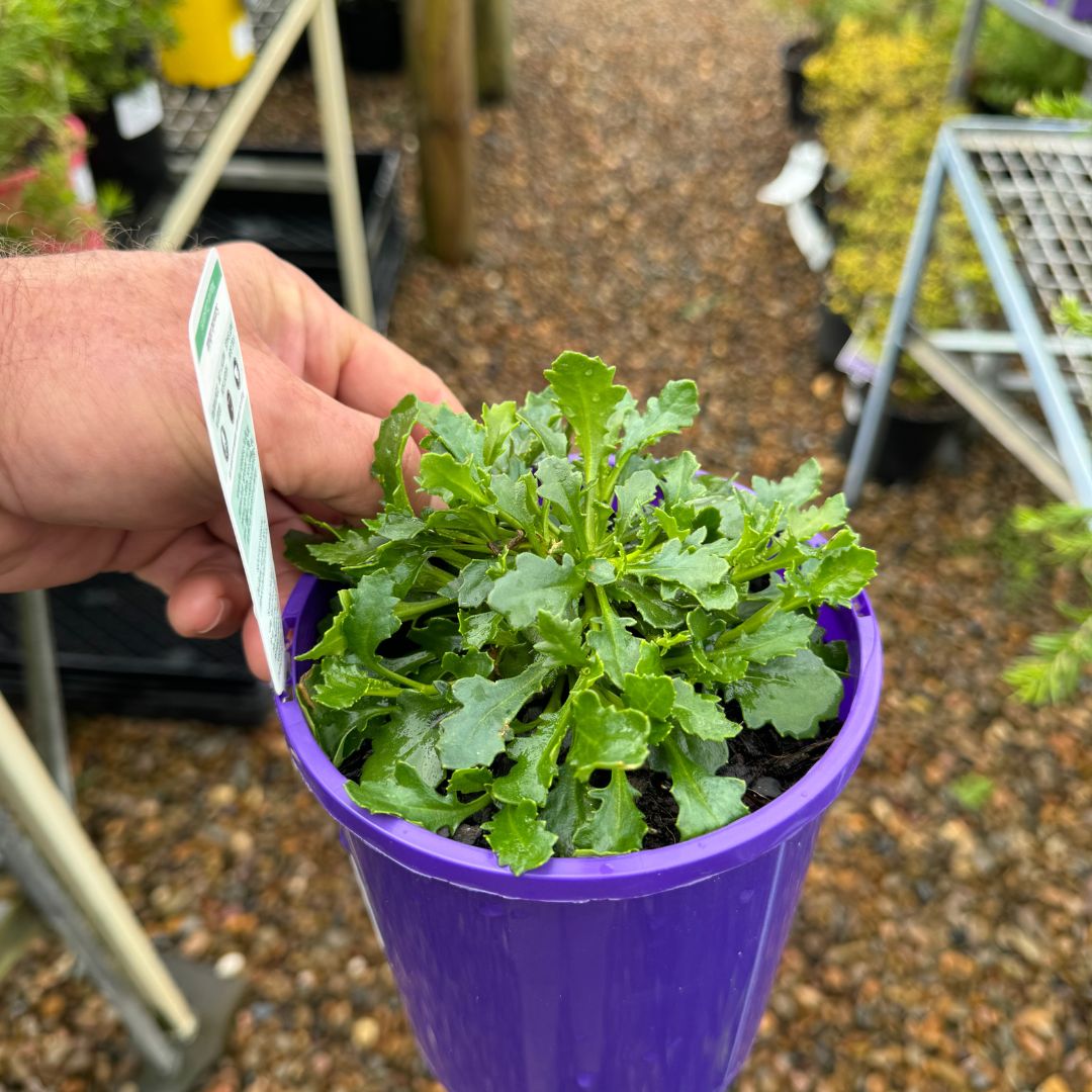 Scaevola Mauve Clusters