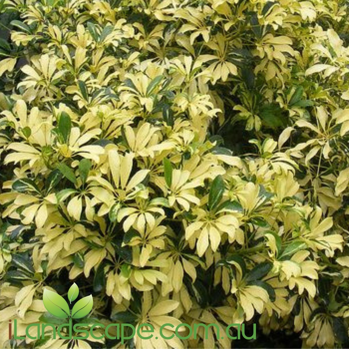 schefflera arboricola madame de smet Schefflera arboricola Madame De Smet – Sunshine Coast Nursery & Garden  Centre
