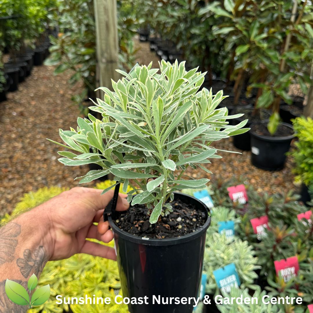 Euphorbia Silver Swan – Sunshine Coast Nursery & Garden Centre
