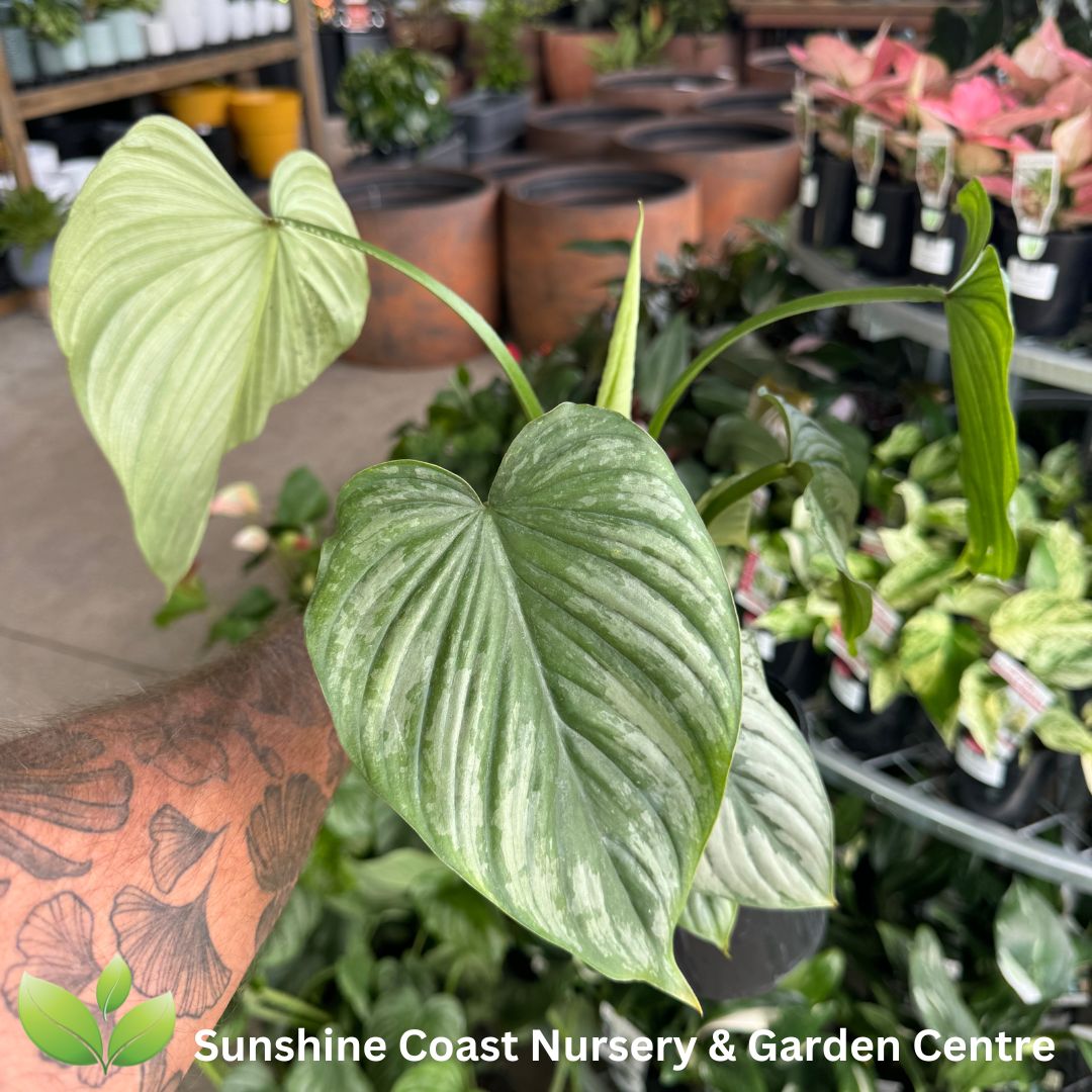 Enliven - Philodendron mamei Silver Cloud