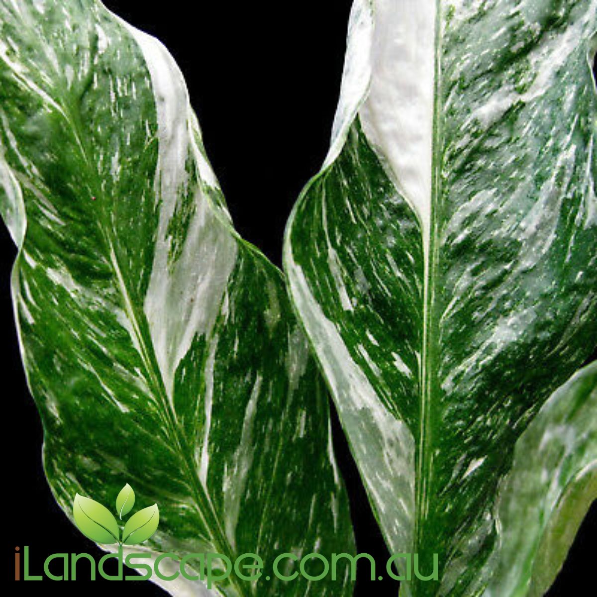 Spathiphyllum Domino is a variegated form of the plant commonly known as the Peace Lilly and is a hardy deep green leaf with white speckles and sometimes sections of white with white flower spikes. This plant will cope in a lower light area as well as dappled sun and morning sun position.