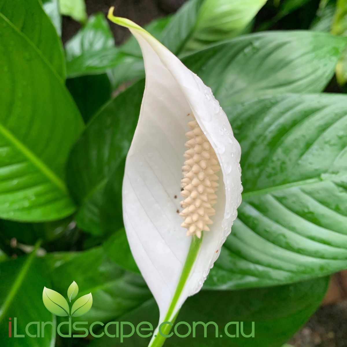 Spathiphyllum mojo is a more compact form of Peace Lily and has evergreen deep green foliage and produced prolific amounts of smaller pure whit flowers. makes an excellent specimen or table indoor plant 