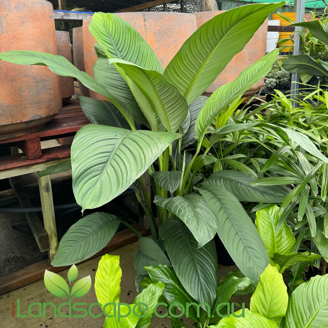 Spathiphyllum 'Sensation' en Baq Lava main image 0