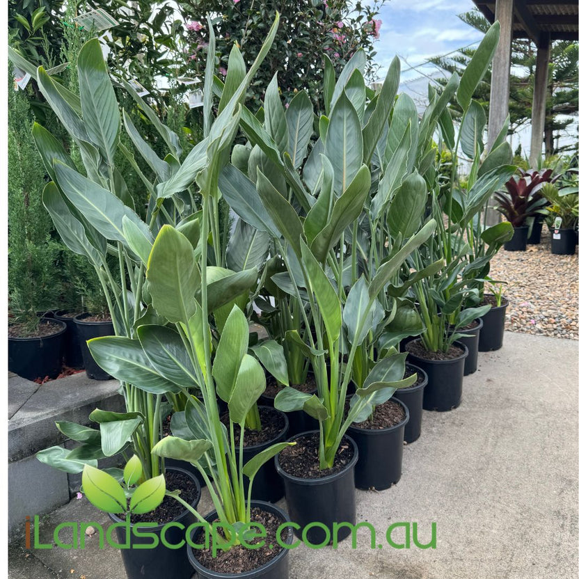 Strelitzia Reginae Sunshine Coast Nursery & Garden Centre