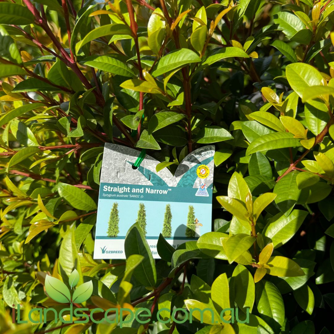 Syzygium Straight and Narrow