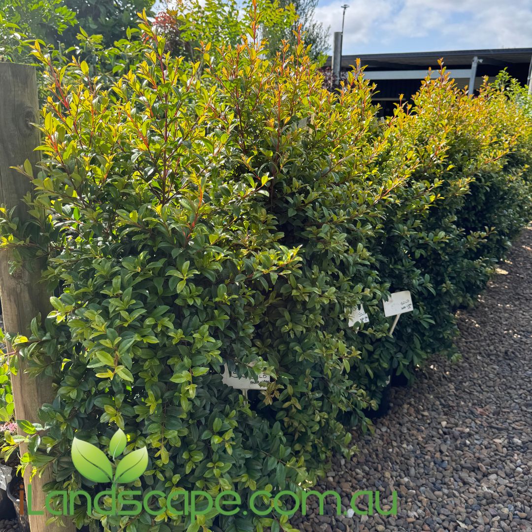 Syzygium Straight and Narrow