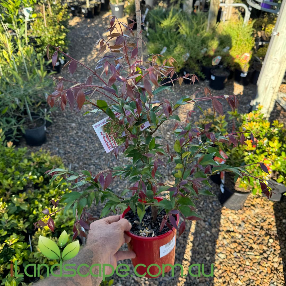 Syzygium Little Denise