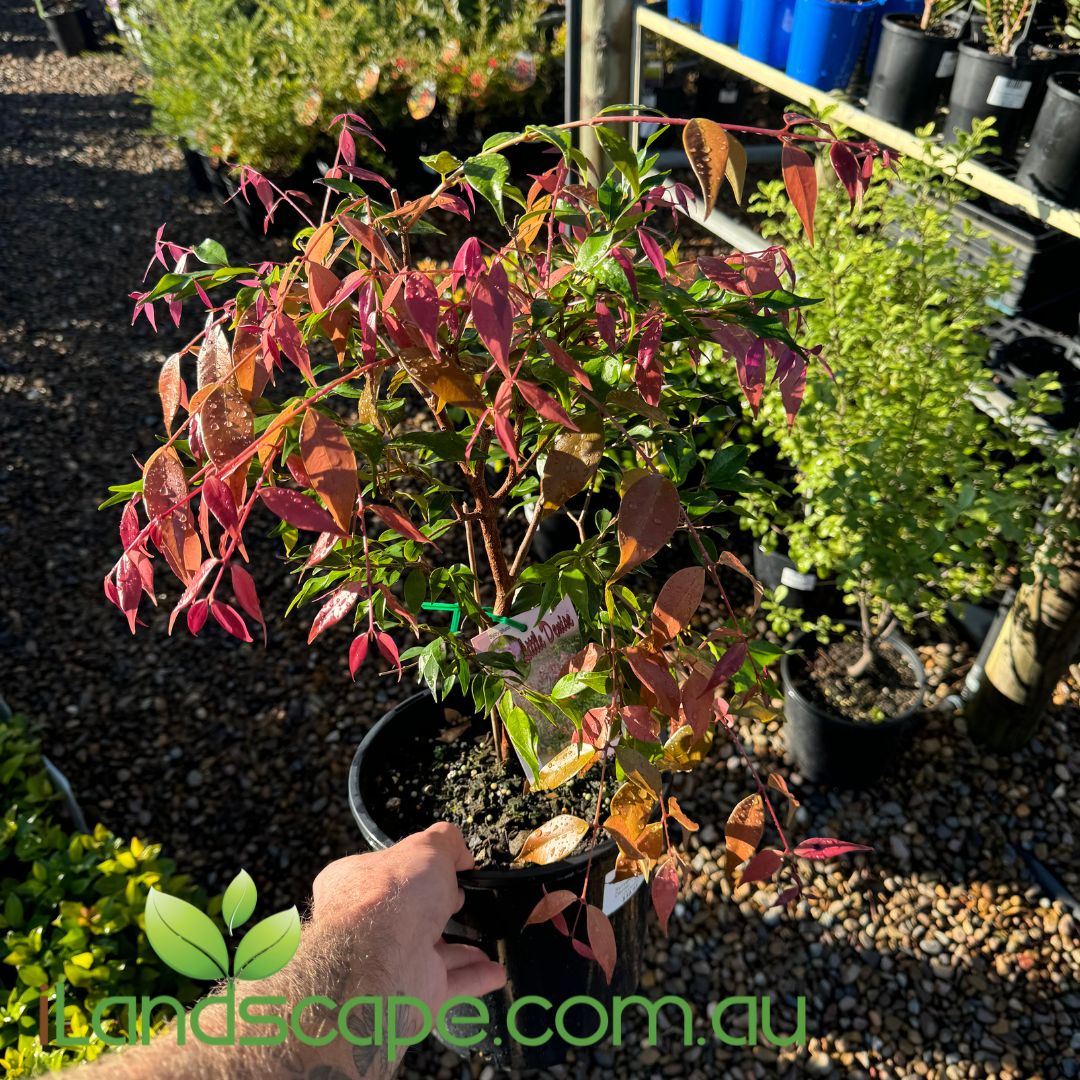 Syzygium Little Denise