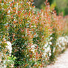 Syzygium Up and Away Lilly Pilly narrow screening plant with glossy green foliage and red-copper new growth