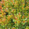 Syzygium australe Select