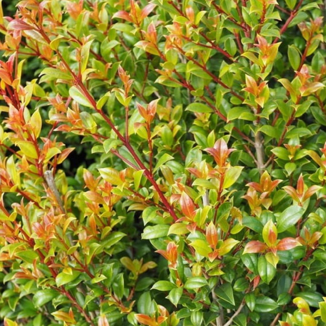 Syzygium australe Select