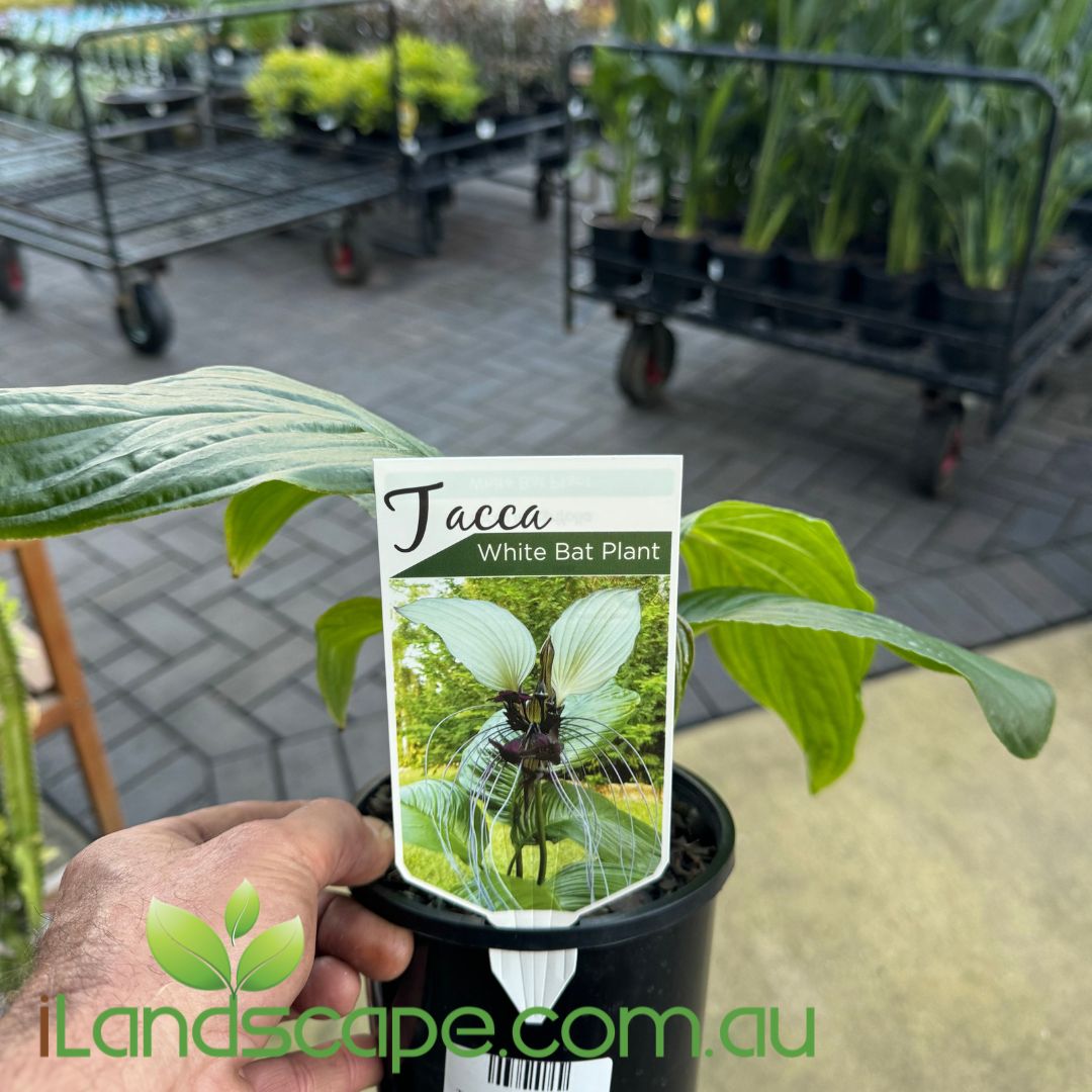 Tacca chantrieri - White Bat Plant