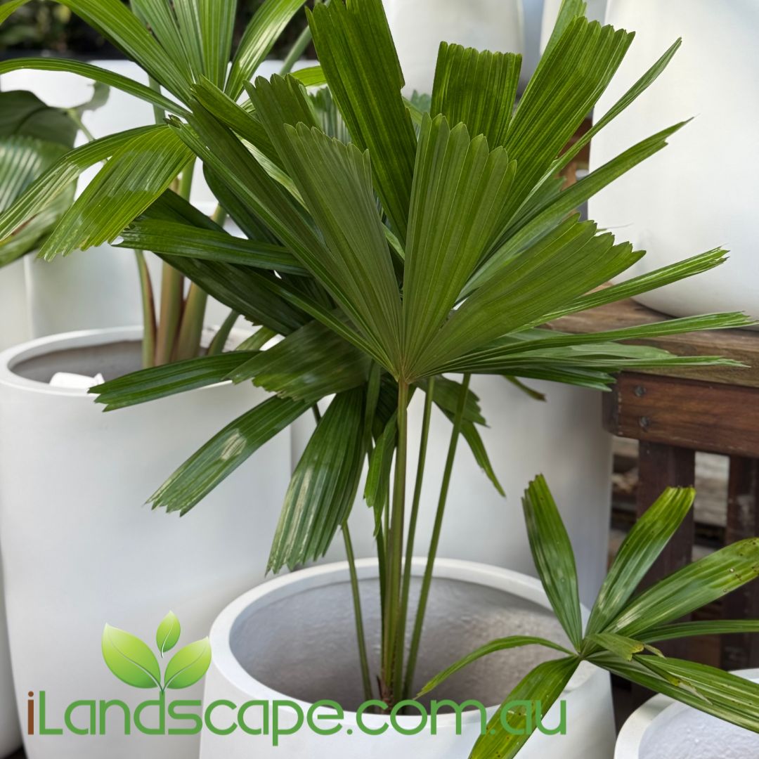 Tall Round Tube Planter Pot - Also known as Sandhaven