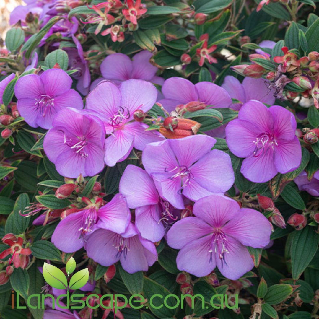 Tibouchina ‘Mojo Baby’ with bright purple flowers and compact green foliage