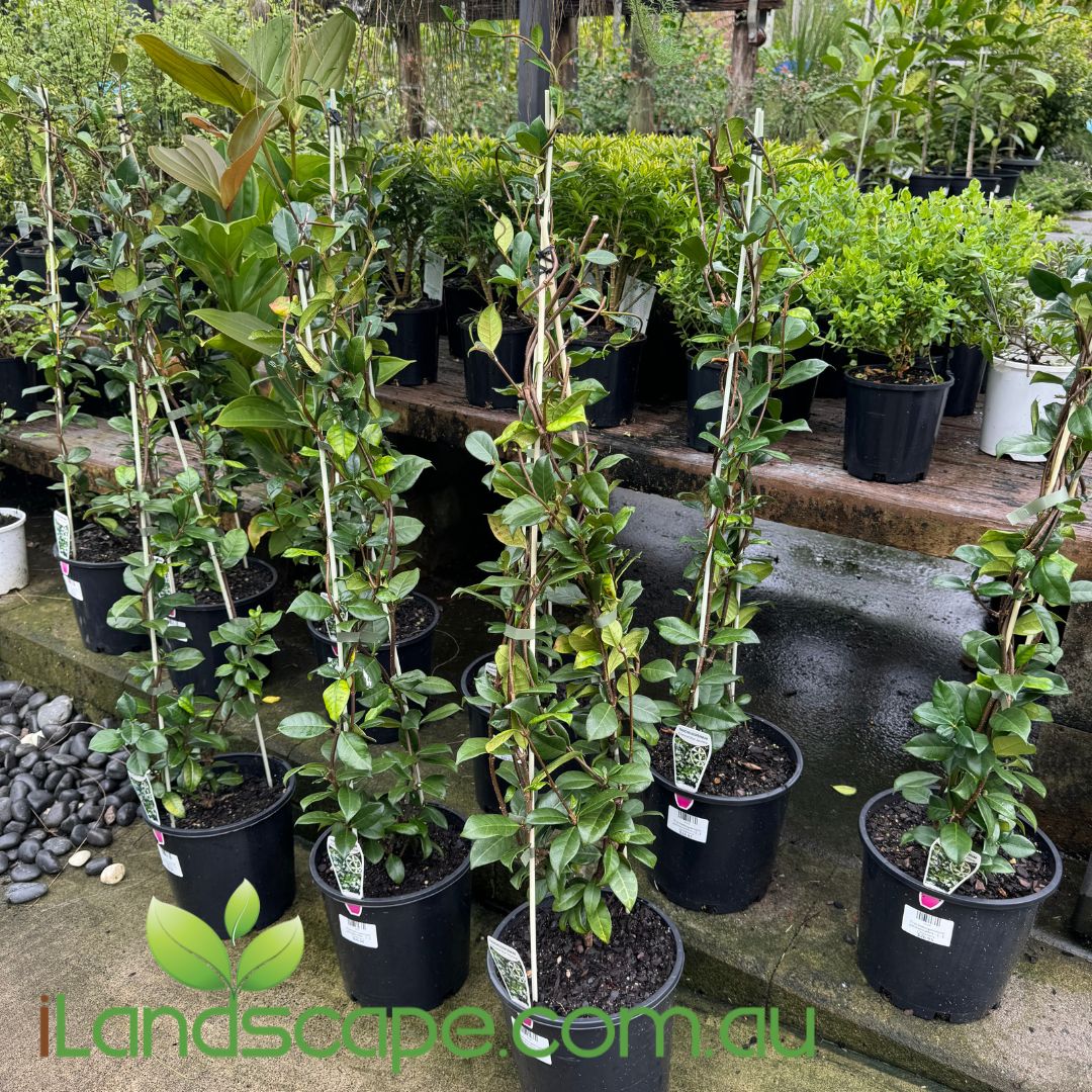 Trachelospermum jasmenoides - Star Jasmine