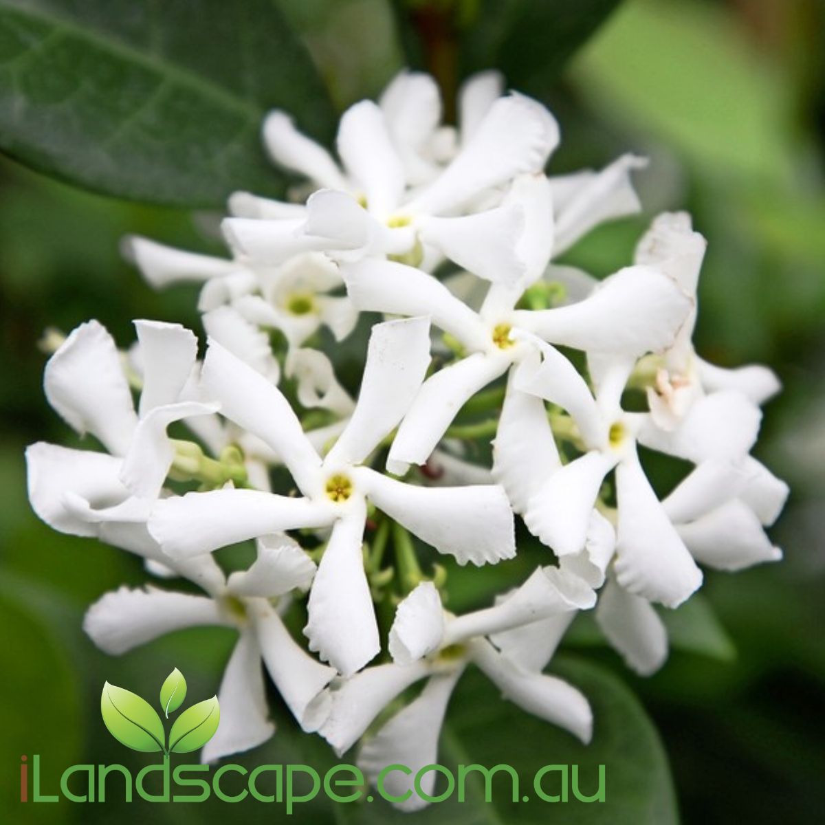 Trachleospermum jasmenoides - Star Jasmine is a very popular groundcover / vine. makes a great screen with its dark green oval shaped glossy leaves all year around.  prolifically flowers in with highly perfumed scents in Springs and sometimes in Summer depending on condition in Australia 