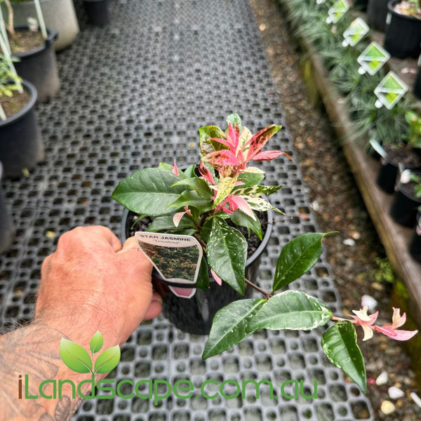 Star Jasmine Tri Colour – Sunshine Coast Nursery & Garden Centre